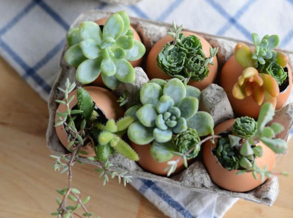 Succulents in an Eggshell with Eveline at Cuca Bali
